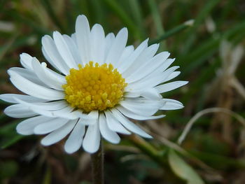 Close-up of white flower blooming outdoors