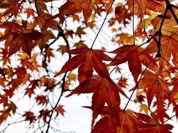 Low angle view of maple leaves on tree