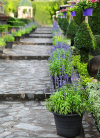 Potted plant by flower pot