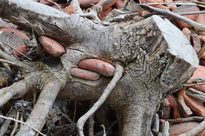 Full frame shot of tree trunk