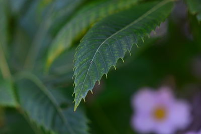 Close-up of green leaves