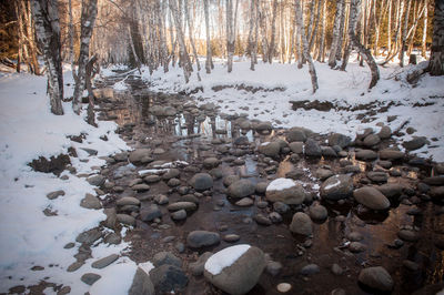 Snow covered trees in forest