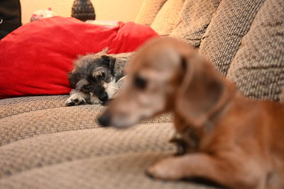 Close-up of dog relaxing on bed