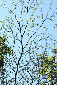 Low angle view of flowering tree against clear sky