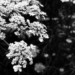 Close-up of white flowers