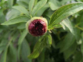 Close-up of strawberry on plant