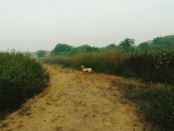 Dog on landscape against sky