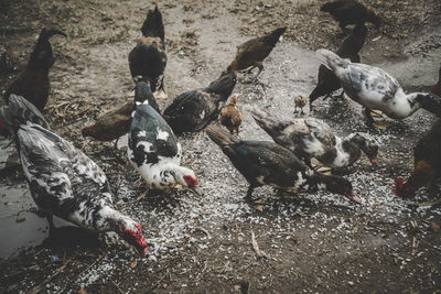 High angle view of birds on land