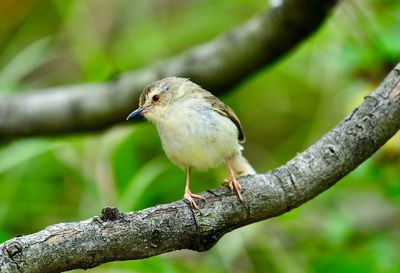 Close-up of bird perching on branch