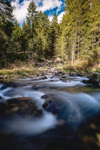 River flowing through forest