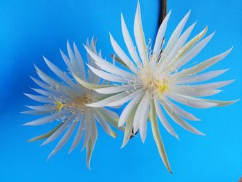 Close-up of blue flower