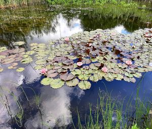 Water lily in lake