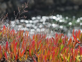 Close-up of red flower