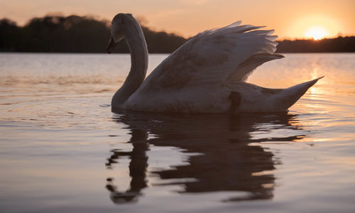 View of duck swimming in lake