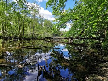 Reflection of trees in lake against sky