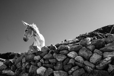 View of dog on rock against sky