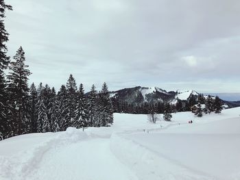 Snow covered pine trees against sky