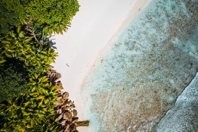 Aerial view of trees growing at beach