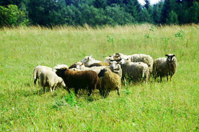 Sheep grazing on field