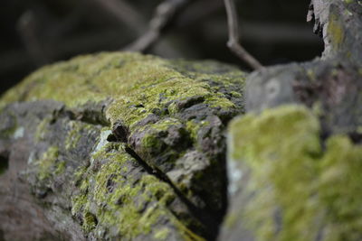 Close-up of lizard on rock