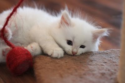 Close-up of cat lying on floor