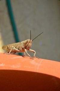 Close-up of insect