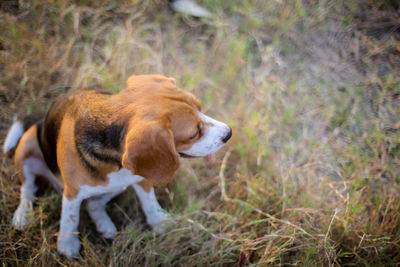 Dog looking away on field
