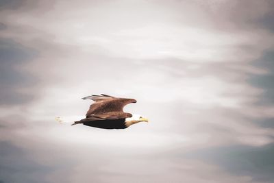 Low angle view of bald eagle bird flying against sky