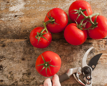 High angle view of pruning shears and tomatoes on table