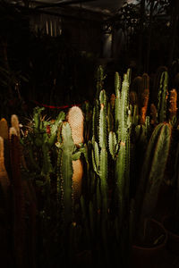 Close-up of cactus plants growing on field
