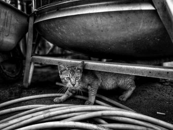 Portrait of cat relaxing on metal