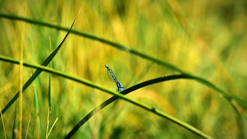Close-up of insect on grass