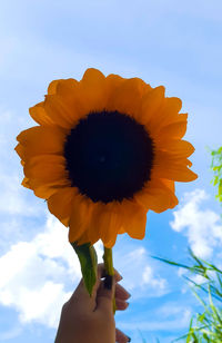 Close-up of hand holding sunflower against sky