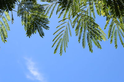 Low angle view of tree against blue sky