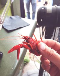 Close-up of cropped hand