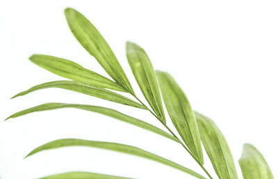 Close-up of leaves against white background