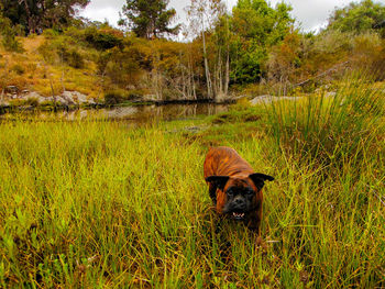 Portrait of a dog on grassland