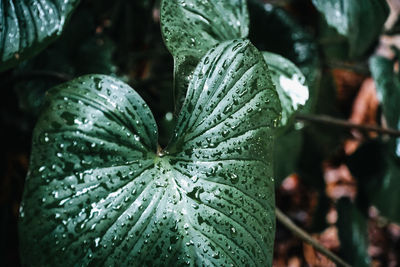 Close-up of raindrops on leaves