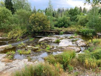 Stream flowing in forest