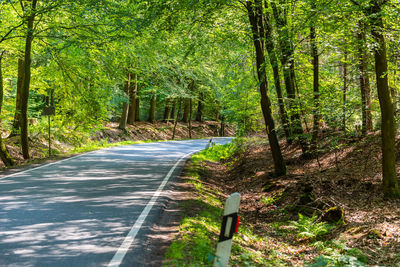 Road amidst trees in forest