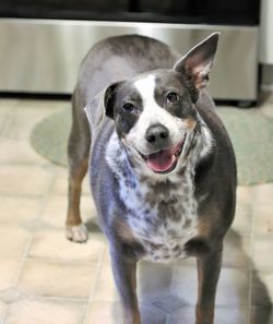 Portrait of dog standing on floor at home