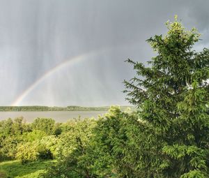 Low angle view of trees against rainbow in sky
