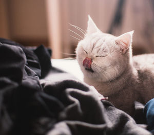 Close-up of british shorthair cat