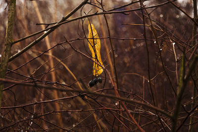 Close-up of bird on branch