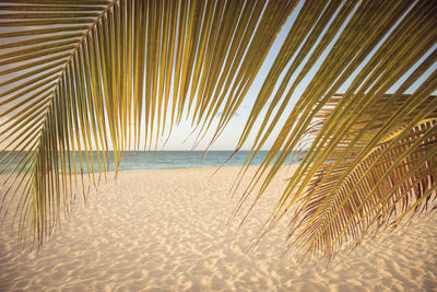 Palm trees on beach against sky