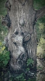 Close-up of tree trunk in forest