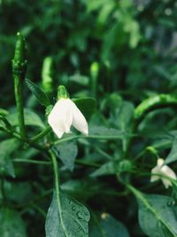 Close-up of white flower blooming outdoors