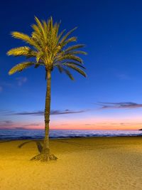 Coconut palm trees on beach against blue sky