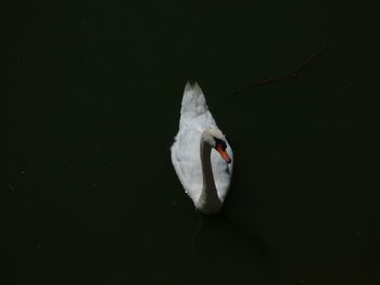 Close-up of swan swimming in lake