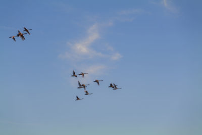 Low angle view of tundra swans cygnus columbianus fly in formation against a blue-sky background